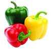 Červená paprika